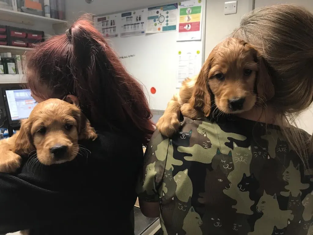 Two cocker spaniel puppies being held by Wagtails staff