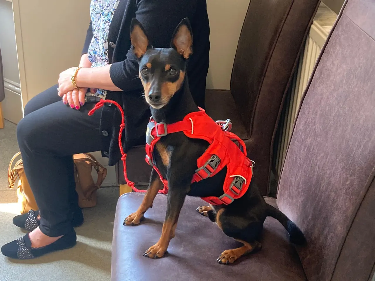 A small dog in a red harness waiting at Wagtails