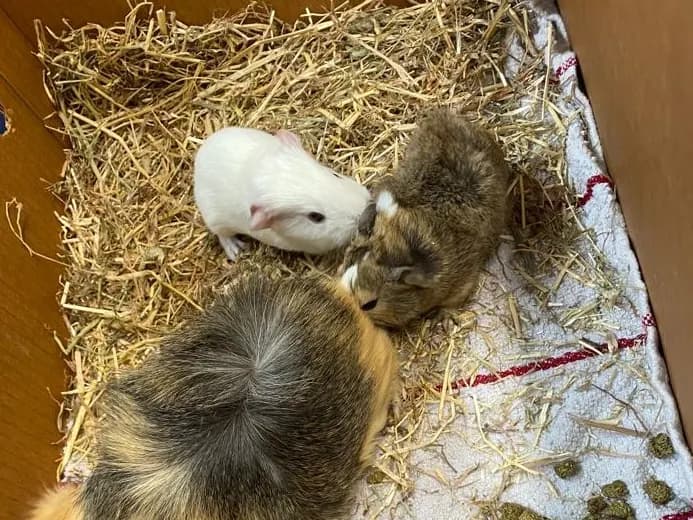 Guinea pigs in a hay-lined enclosure at Wagtails