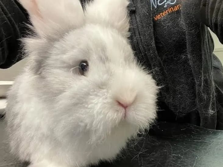 A fluffy white rabbit held by a Wagtails team member